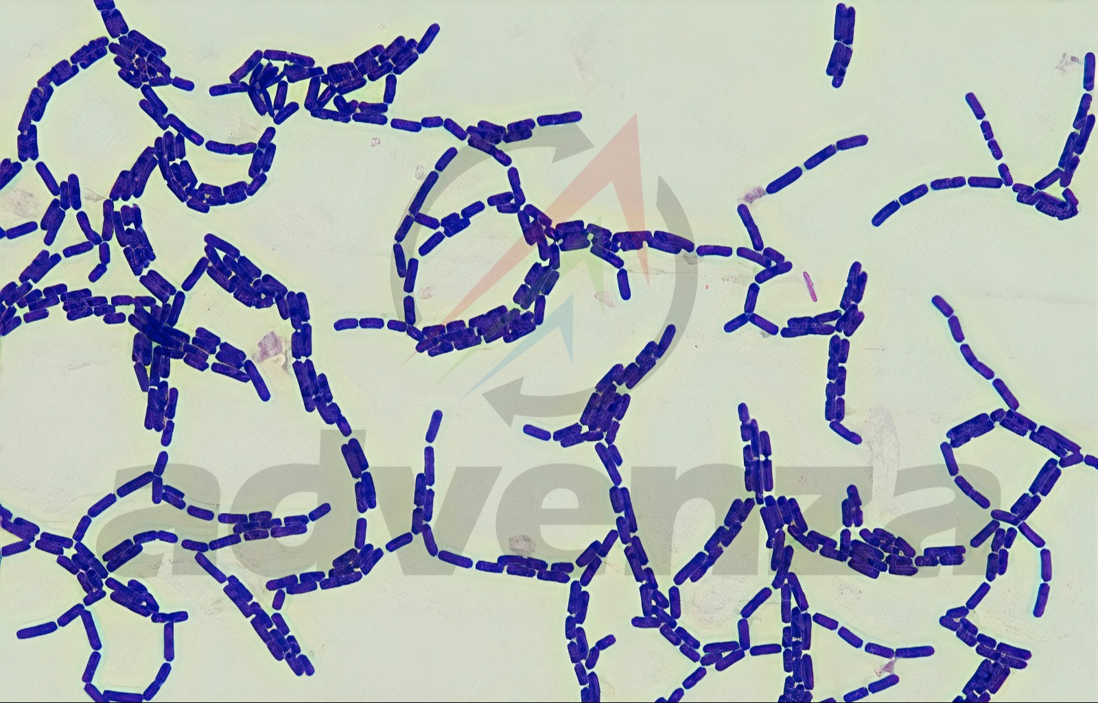 Lactobacillus rhamnosus GG (ATCC 53103) 5255